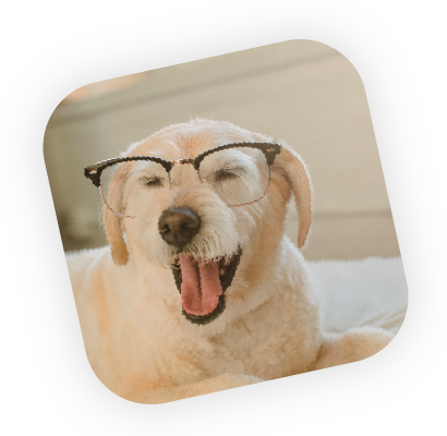 dog-sercice-first-image