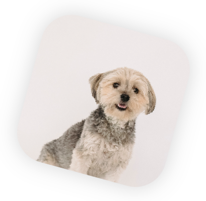dog-service-second-image