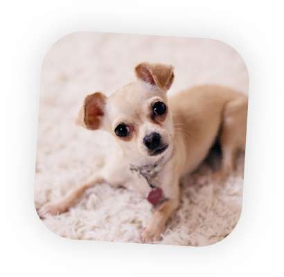 dog-service-third-image