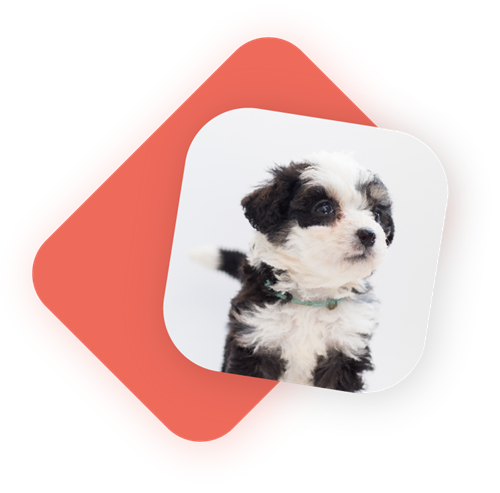 dog-two