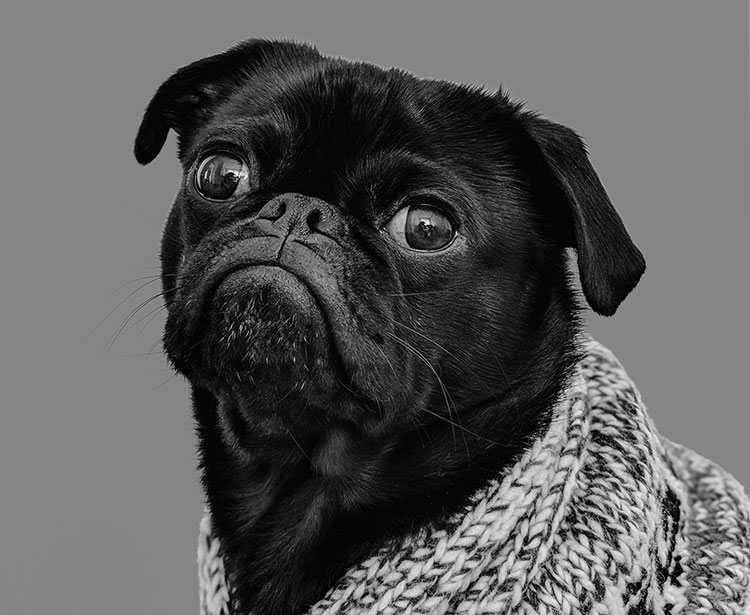dog0