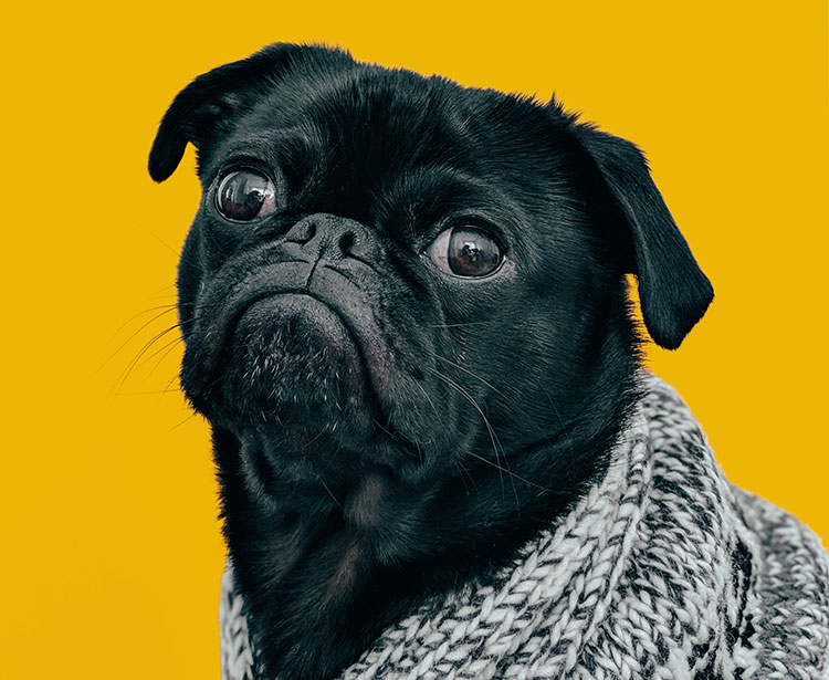 dog1