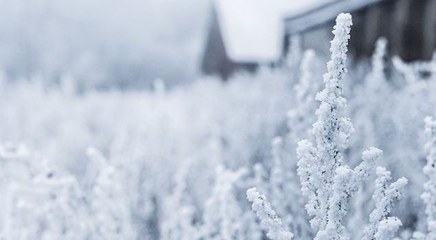 WINTER